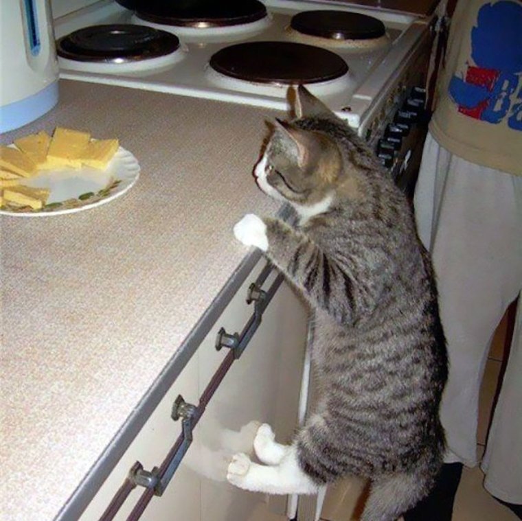Смешной кот на кухне