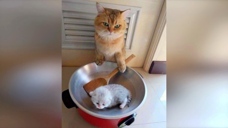 Смешные коты и кошки до слёз