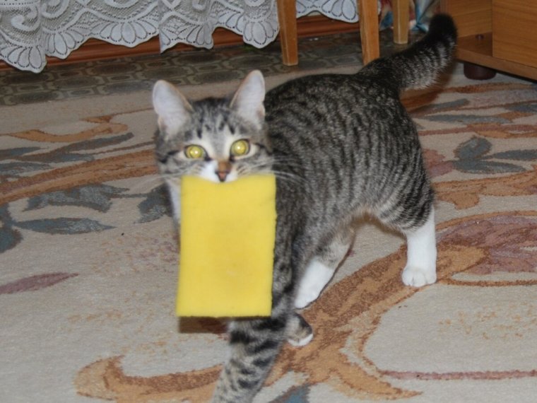 Самые смешные коты до слёз