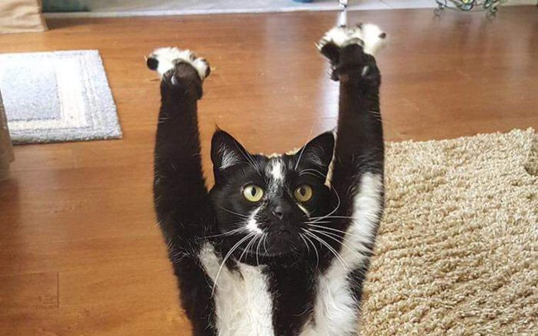 Кот поднял лапу вверх