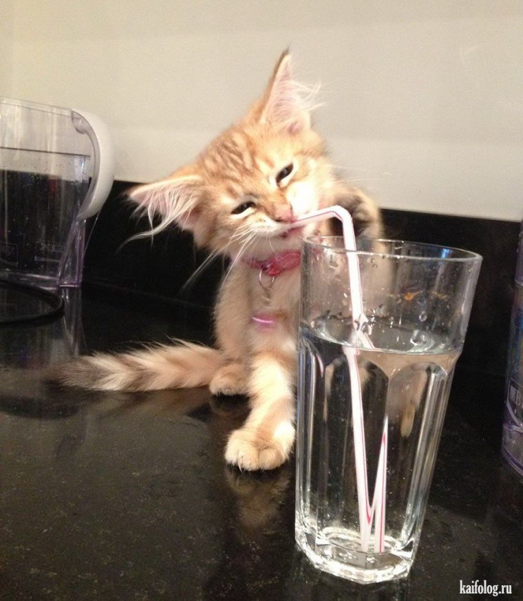 Приколы кошки до слез