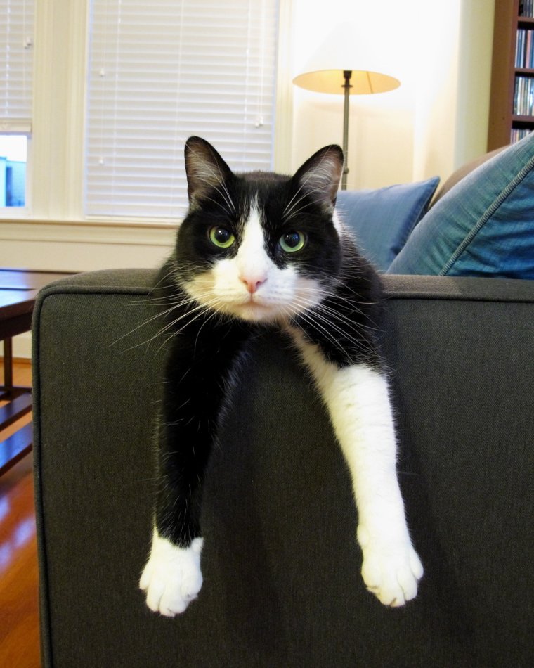 Шкодливый кот