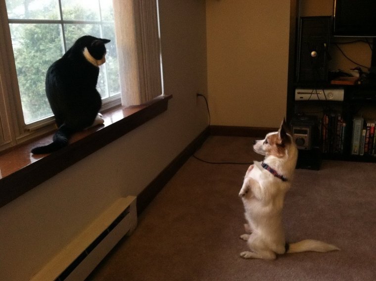 Смешные котики и собаки до слёз