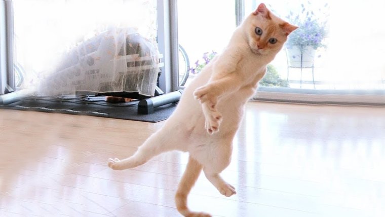 Смешные коты до слез