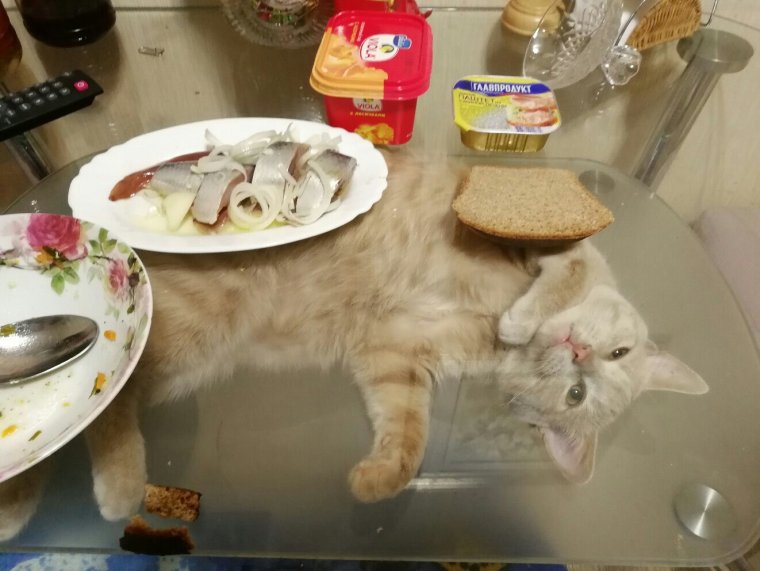 Приколы с котиками самое смешное