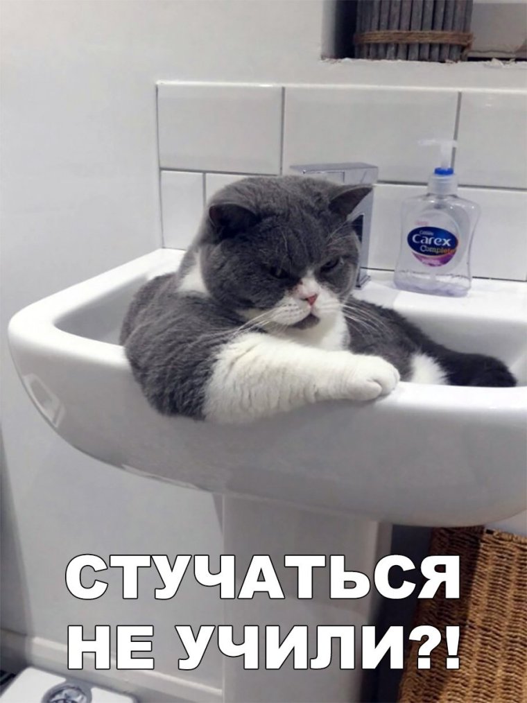 Кот смешной до слез