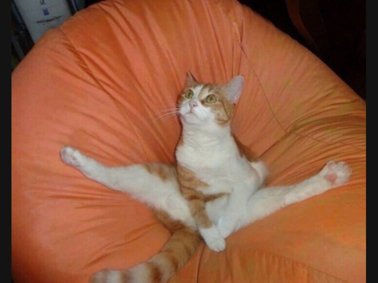 Смешные коты и кошки до слёз