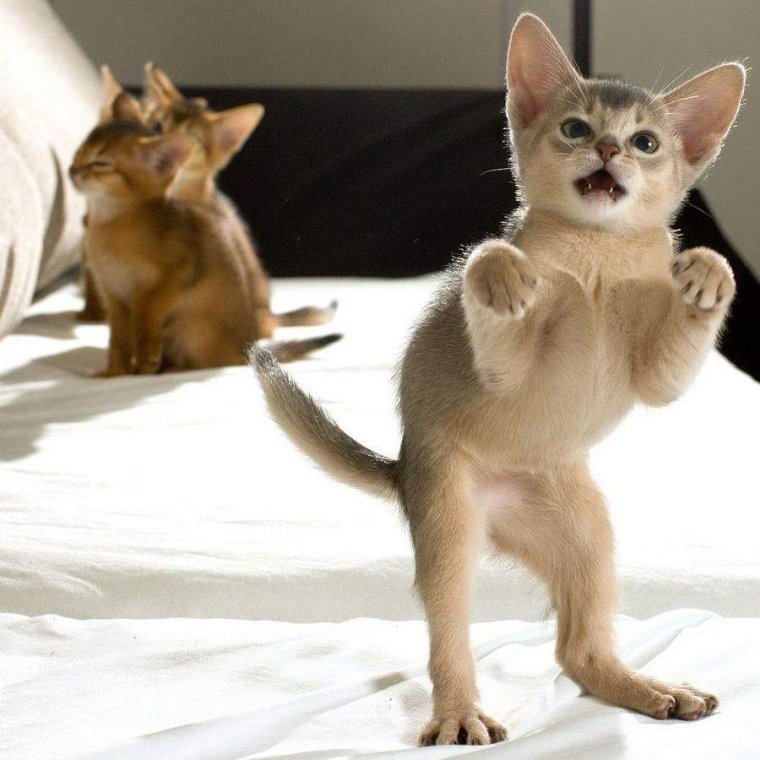 Смешные котики с надписями