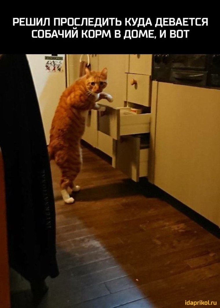 Кота спалили