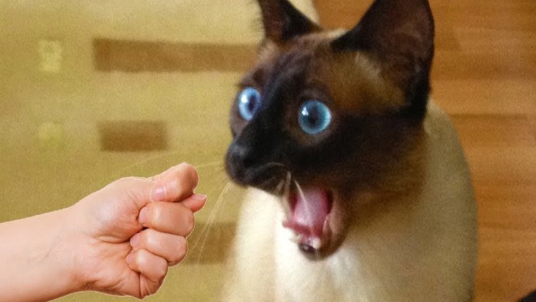 Смешные кошки до слез