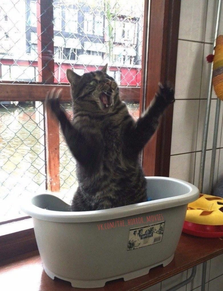 Котенок ржака