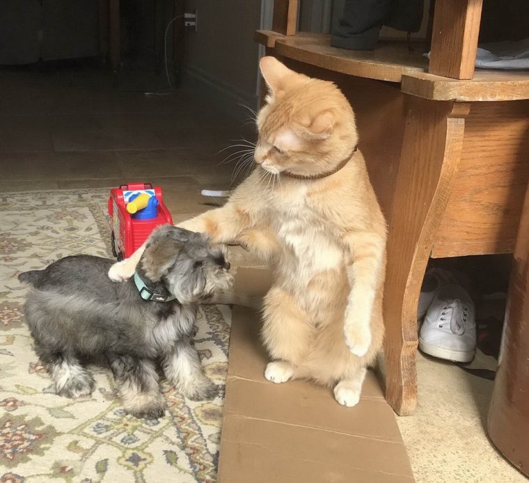 Котоматрица приколы