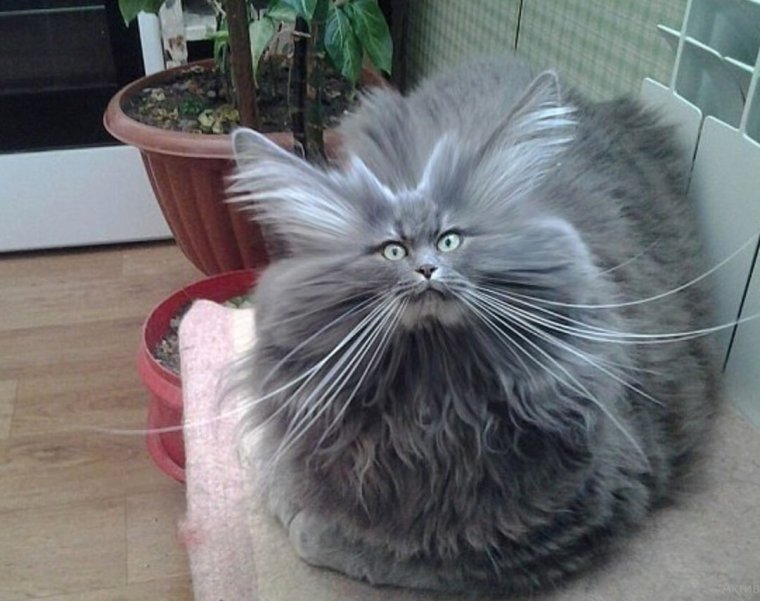 Порода кошек Ешкин кот