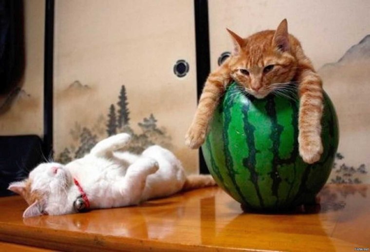 Коты расслабляются