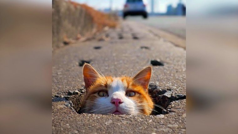 Ржачные котики до слез