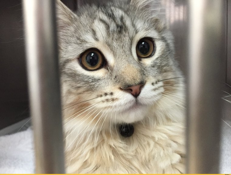 Котики смешные фото до слез