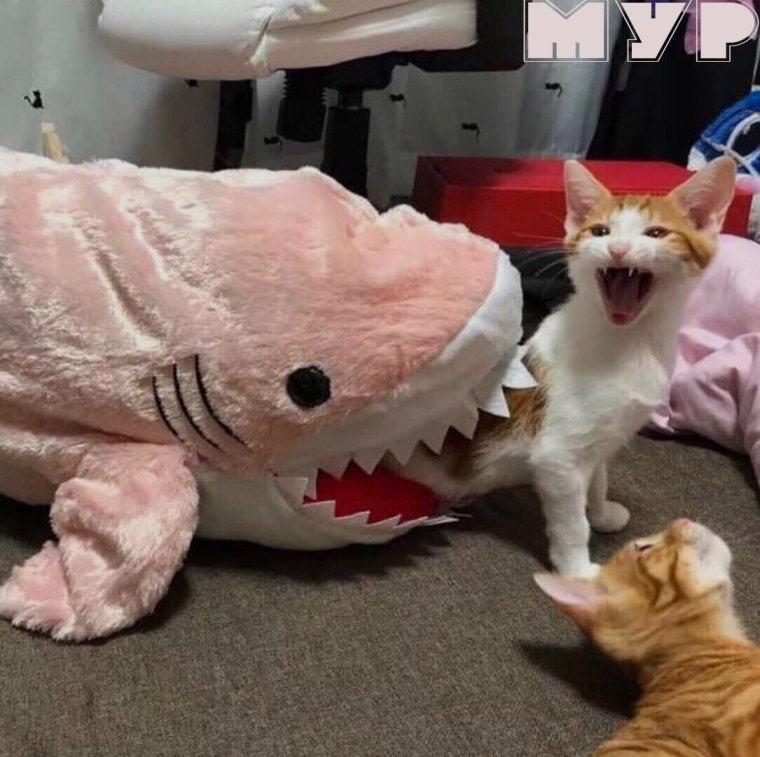 Коты приколы до слёз