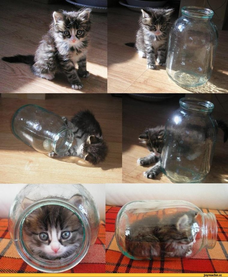 Смешной кот в банке