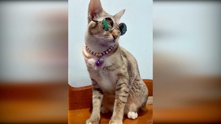 Котята смешные до слёз