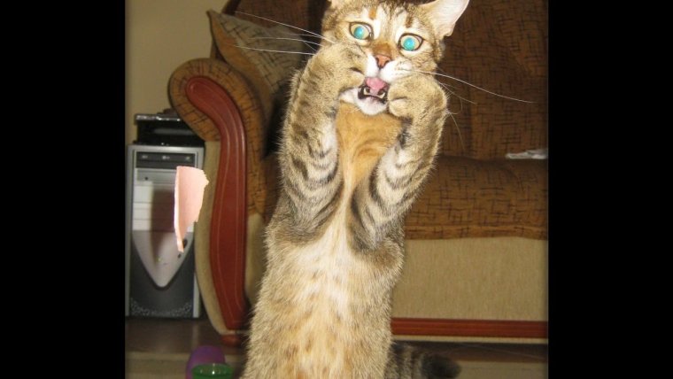 Очень смешные котики до слёз