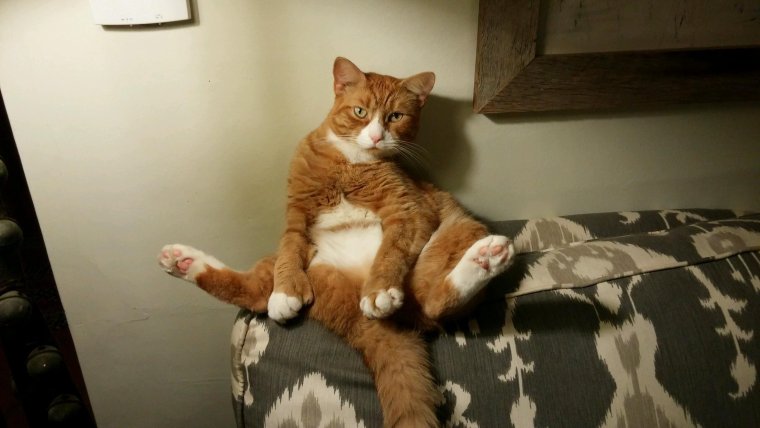 Смешные фото кошек до слёз