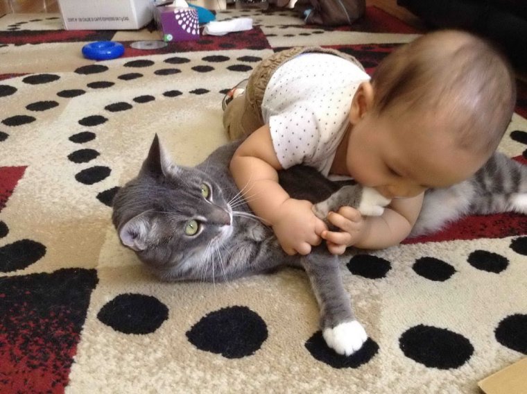 Дети и кошки смешное