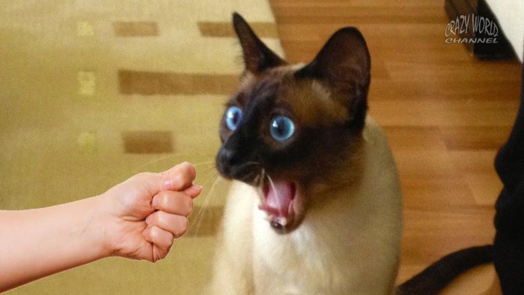 Смешные коты