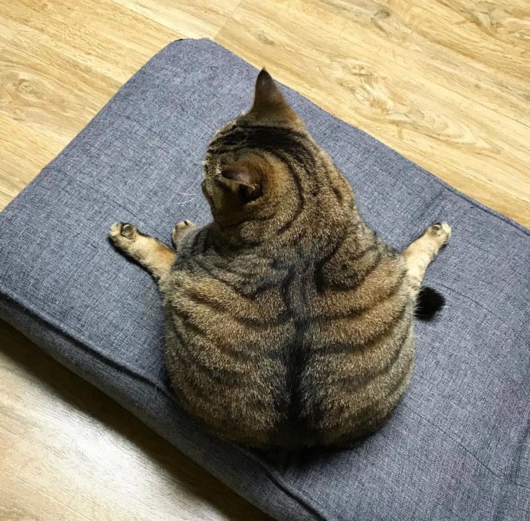 Трикотаж коты