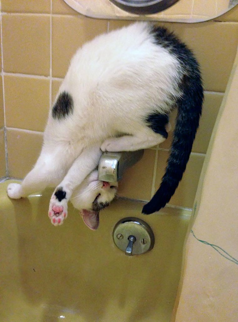 Кошачья логика