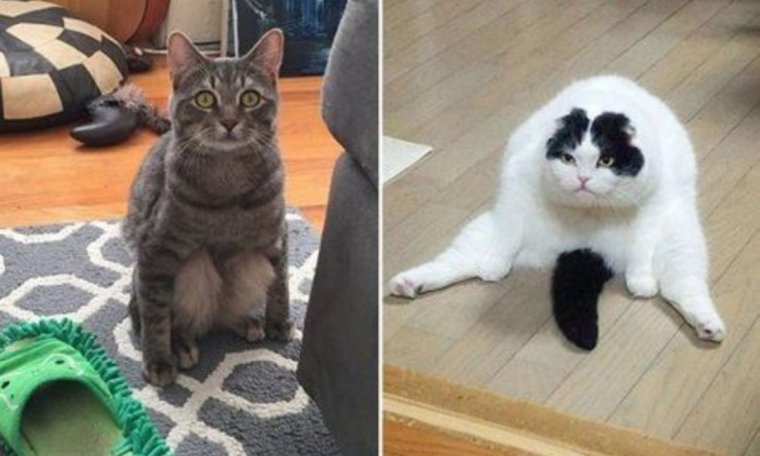 Очень смешные котики до слёз