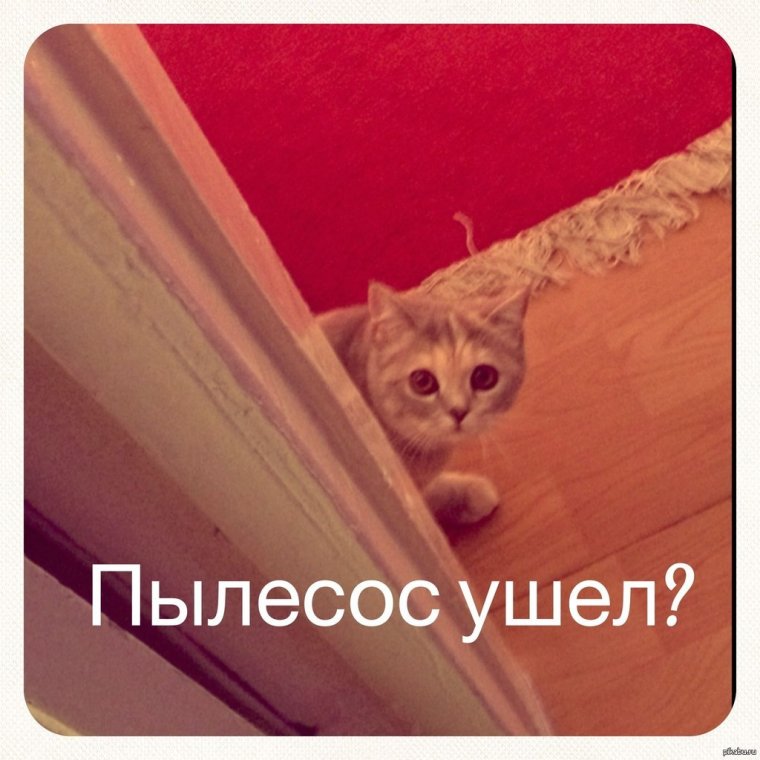 Мартышка с вытянутыми губами