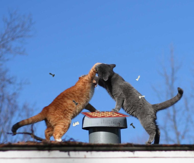 Терпение кот