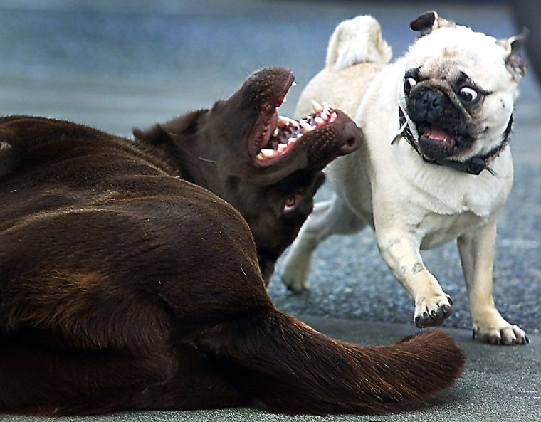 Кот матерщинник