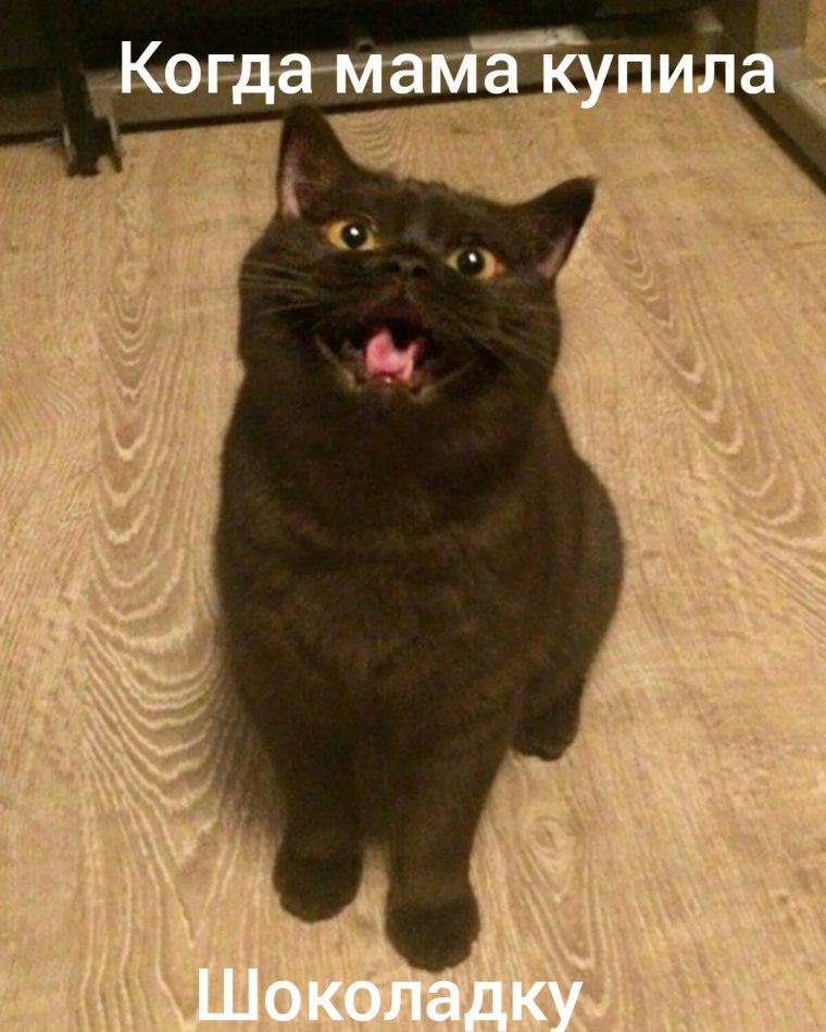 Угарные коты мемы с надписями