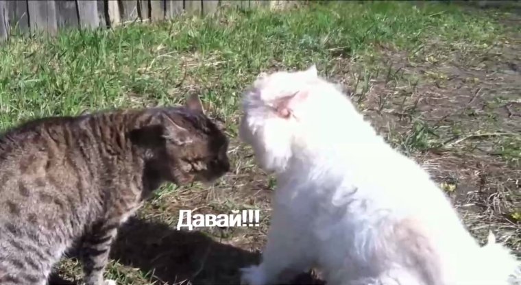 Мемы с кошками и с надписями