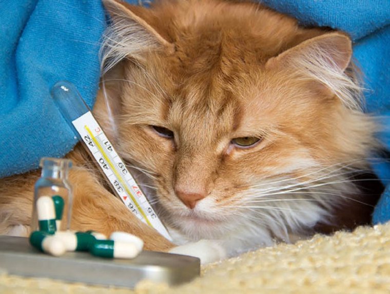 Кошка заболела