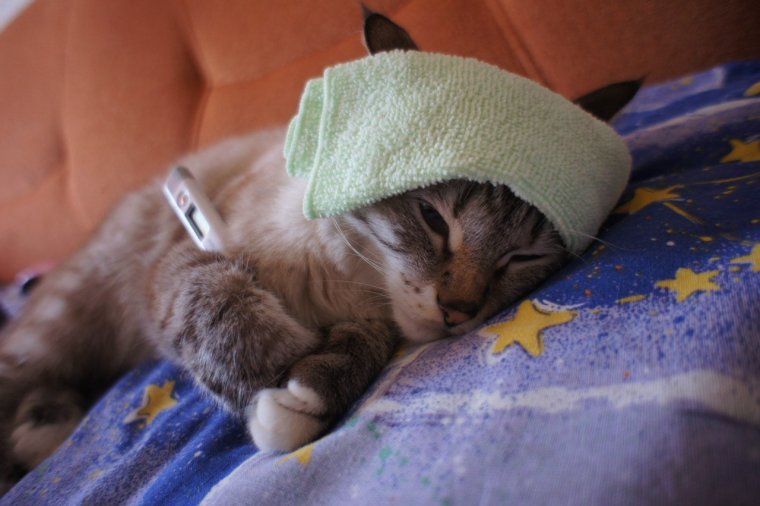 Кот приболел