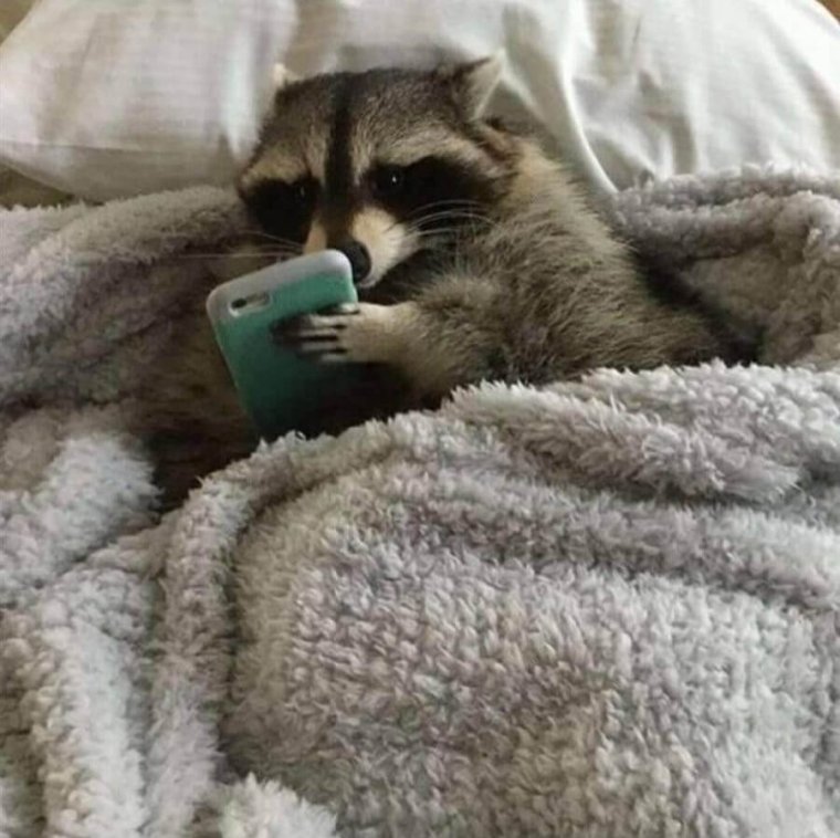 Енот под одеялом