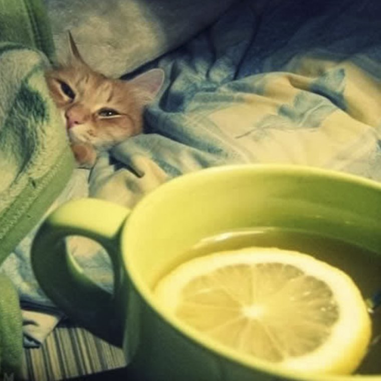 Кошечка заболела