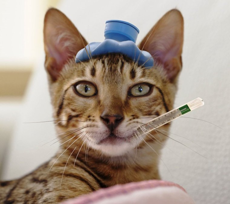 Кот с градусником