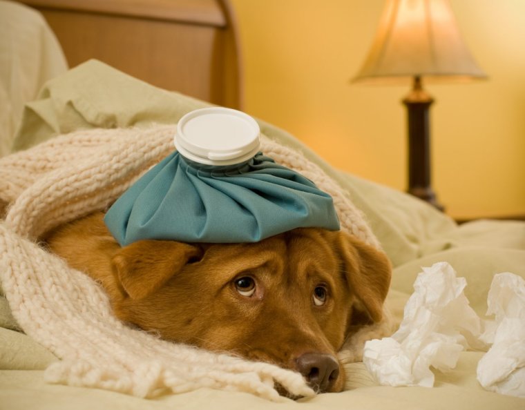 Поправляйся скорее