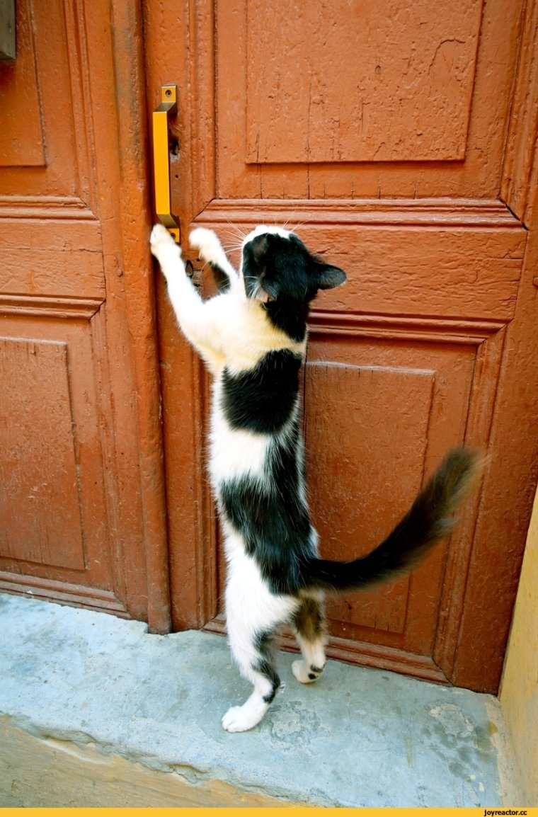 Кот за дверью