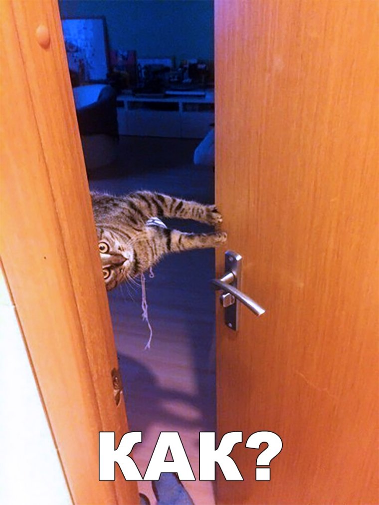 Смешные коты в двери