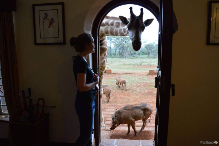 Дверь животное