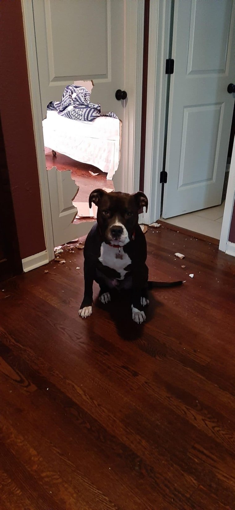 Собака порвала дверь