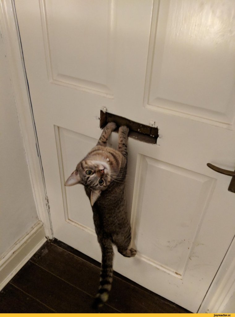 Котики забавные дверь