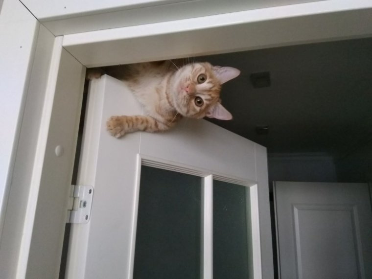 Дратути кот