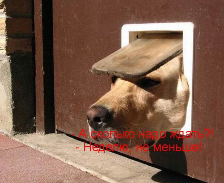Собака двери приколы