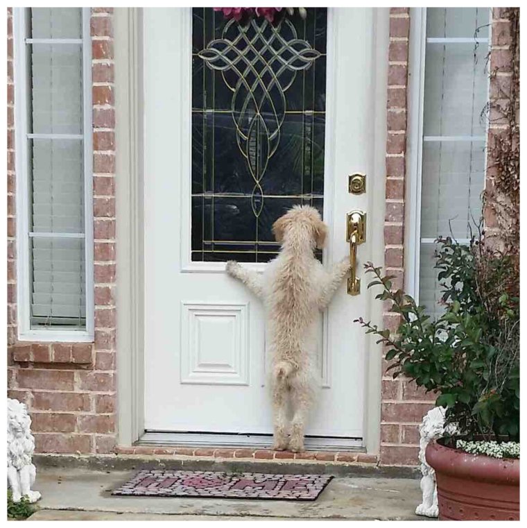 Дверь для собаки