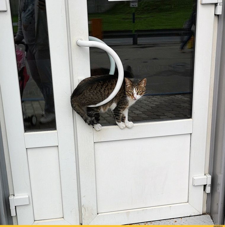 Дверь для кота юмор